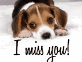 a brown and white puppy is laying down on a bed with the words `` i miss you '' written on it .