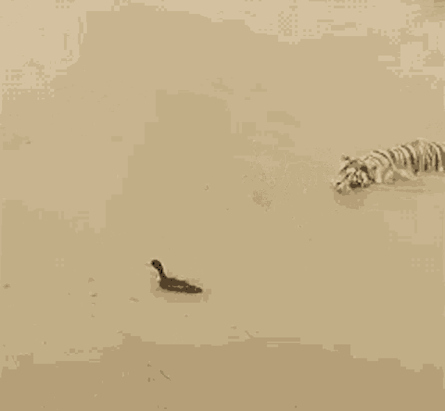 Tiger Duck GIF - Tiger Duck Where Are You GIFs