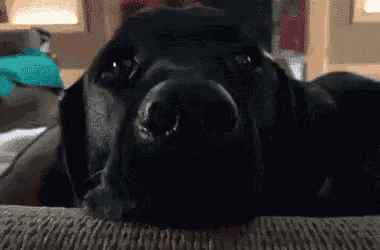 a close up of a black dog laying on a couch .