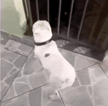 a white dog with a hat on its head is standing on its hind legs on a tiled floor .