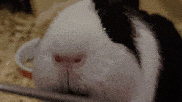 a close up of a guinea pig 's nose and mouth