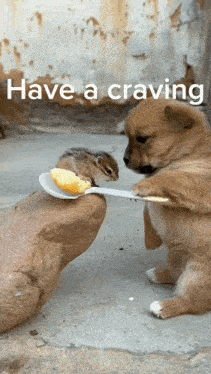 a puppy is feeding a chipmunk a spoon of food with the words have a craving below it