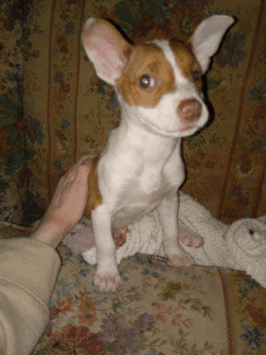 a brown and white puppy is sitting on a couch with a person petting it .