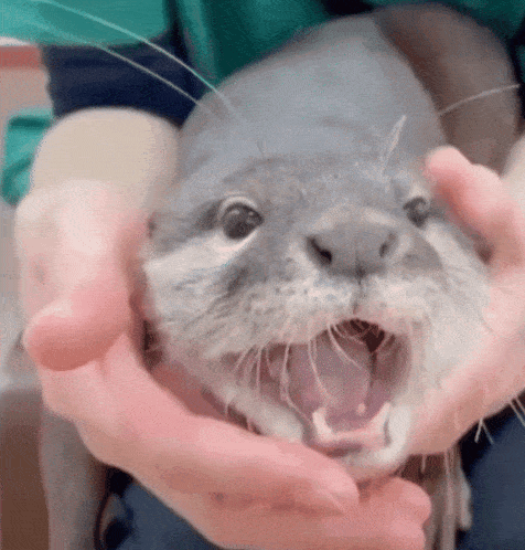 a person is holding a rabbit with its mouth open