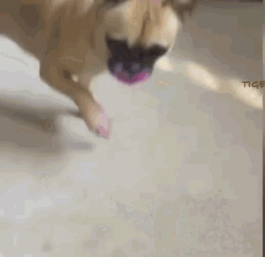 Lipstick Dog GIF - Lipstick Dog Pink GIFs