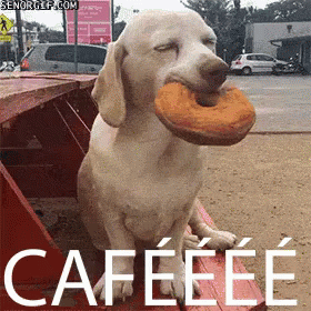 Caféééé GIF - Dog Donut GIFs