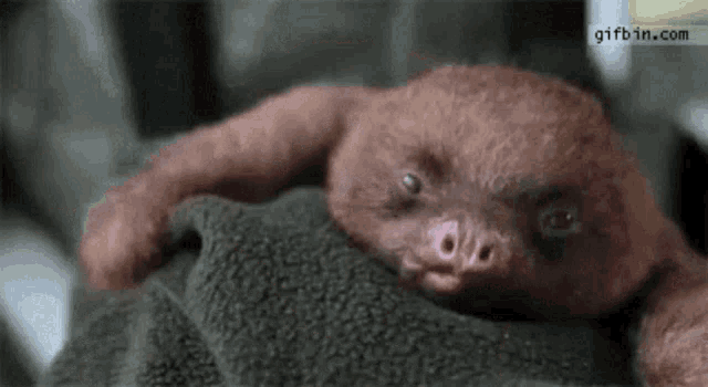 Cute Sloth GIF - Cute Sloth Funny GIFs