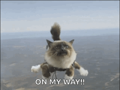 Skydiving Kitty GIF - Skydiving Kitty GIFs