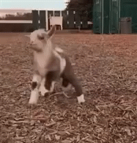 Baby Goat GIF - Baby Goat Boing GIFs