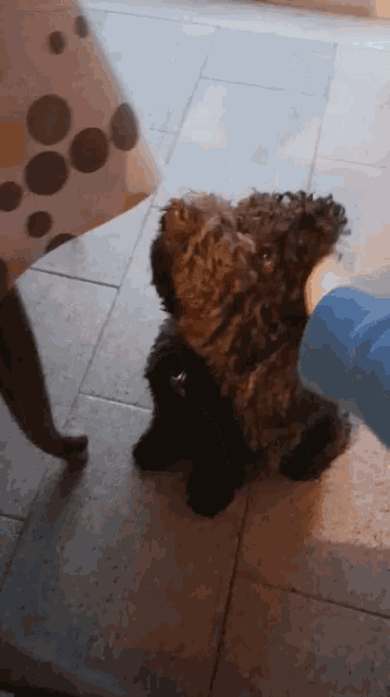 a person petting a small black dog on a tile floor