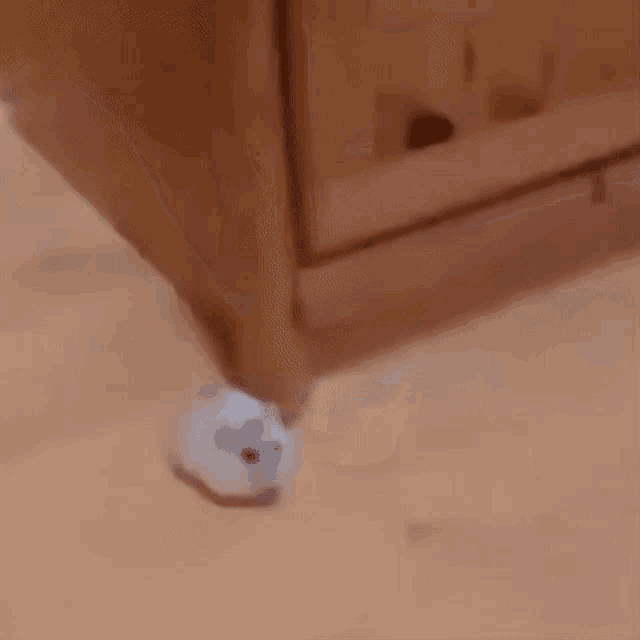 a cat is walking on a wooden floor in front of a wooden door .