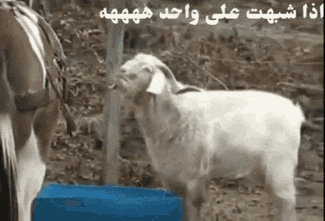 Mjloki GIF