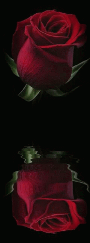 καλησπερα Rose GIF - καλησπερα Rose Water GIFs