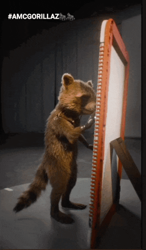 a raccoon is looking at itself in a mirror with the hashtag #amcgorillaz on the bottom
