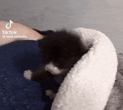 a small black and white kitten is laying in a white dog bed on a person 's lap .