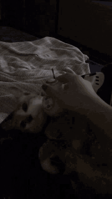 a dog and a cat are playing with a star wars toy