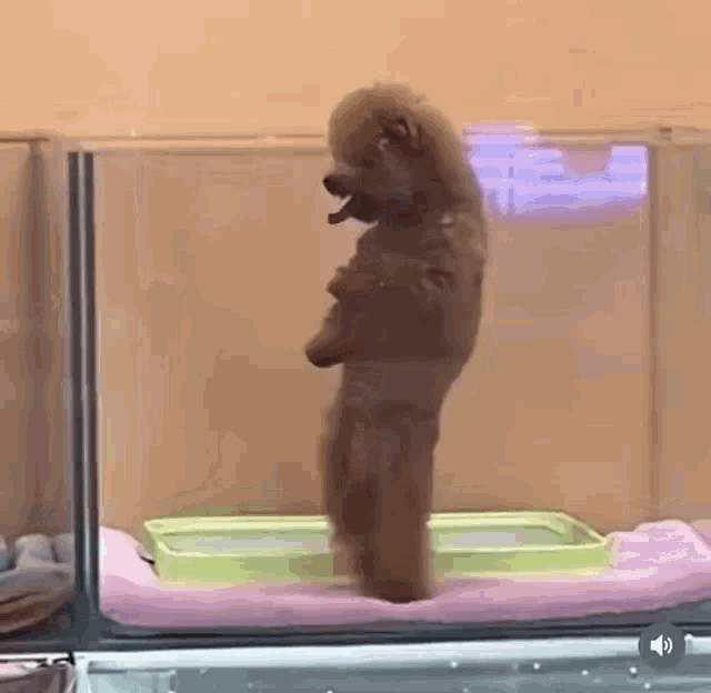a small brown dog is standing on its hind legs in a container