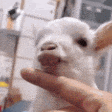 a person is holding a small white dog with their finger