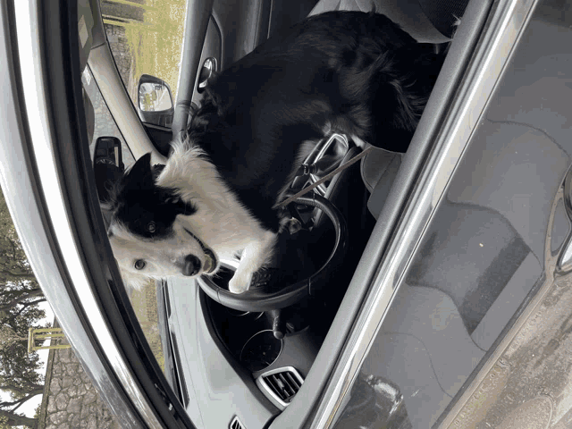 a black and white dog is sticking its head out of the window of a car