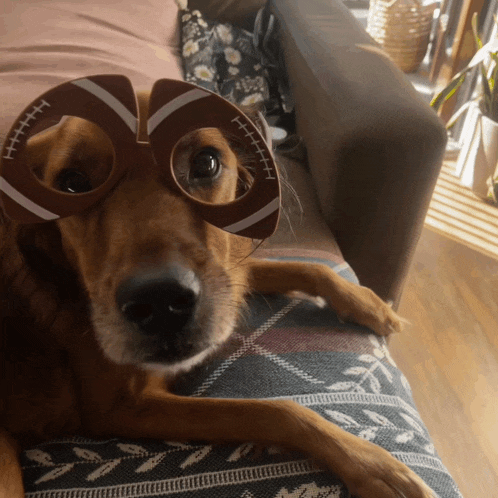 a brown dog wearing a pair of football shaped glasses