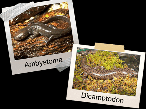 two pictures of lizards one of which is called ambystoma and the other is called dicamptodon