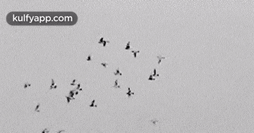 a black and white photo of a flock of birds flying in formation .
