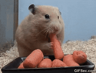 a hamster is eating a carrot from a tray .