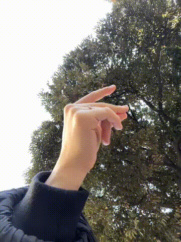 a person 's hand is making a heart with their fingers in front of a tree