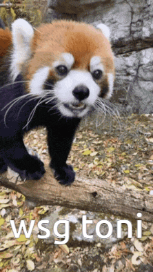 a red panda is standing on a tree branch with the words wsg toni below it