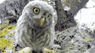 Owl Acting GIF - Owl Acting Curious GIFs