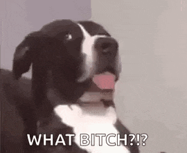 a black and white dog is sticking its tongue out and saying `` what bitch ? '' .