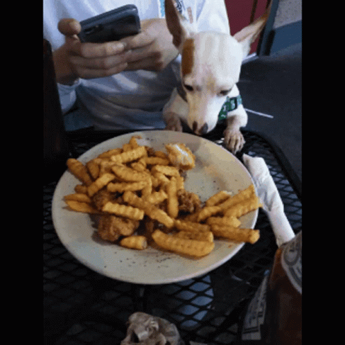 French Fries Fry Thief GIF - French Fries Fry Thief Dog GIFs