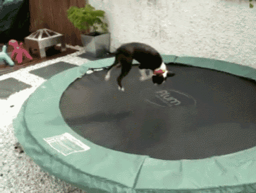 Jump For My Love GIF - Dog Trampoline Jump GIFs
