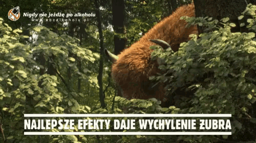 a picture of a bison in the woods with the words najlepsze efekty daje wychylenie zubra