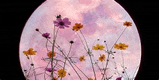 a full moon is behind a field of flowers .