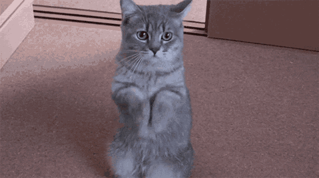 a gray cat is standing on its hind legs