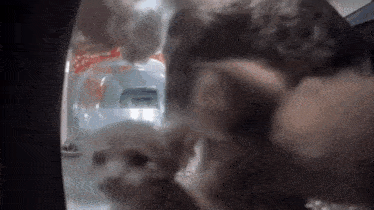 Nugget Attack Cat GIF - Nugget Attack Cat Mrs Tender GIFs