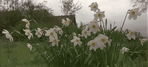 a bunch of white flowers are growing in a field .
