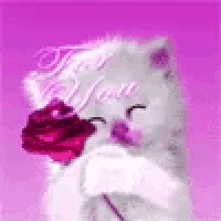 a white cat is holding a pink rose in its mouth .