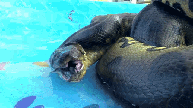 Snake Open Mouth GIF - Snake Open Mouth Wide Open GIFs