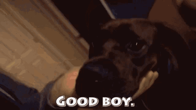 a close up of a person petting a dog with the words good boy written below it