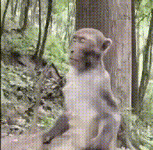 a monkey is sitting in the woods and looking at something