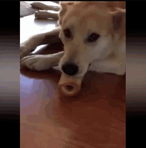 a dog is laying on the floor chewing on a bone