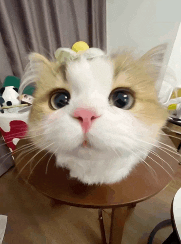 a brown and white cat with a pink nose is sitting on a table