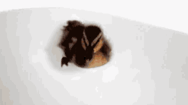 a small duck is swimming in a bathtub .