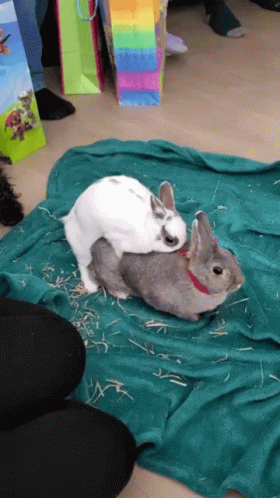 Happy Bunny Cute Couple GIF - Happy Bunny Cute Couple Romantic Scene GIFs