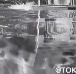 Nadando Tokinho GIF - Nadando Tokinho GIFs