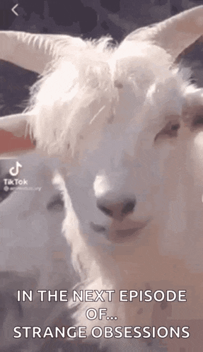 a white goat with horns is looking at the camera with a caption that says in the next episode of ... strange obsessions .