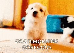 a puppy says good morning gorgeous while standing on the floor