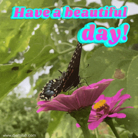 a butterfly is sitting on a pink flower with the words have a beautiful day